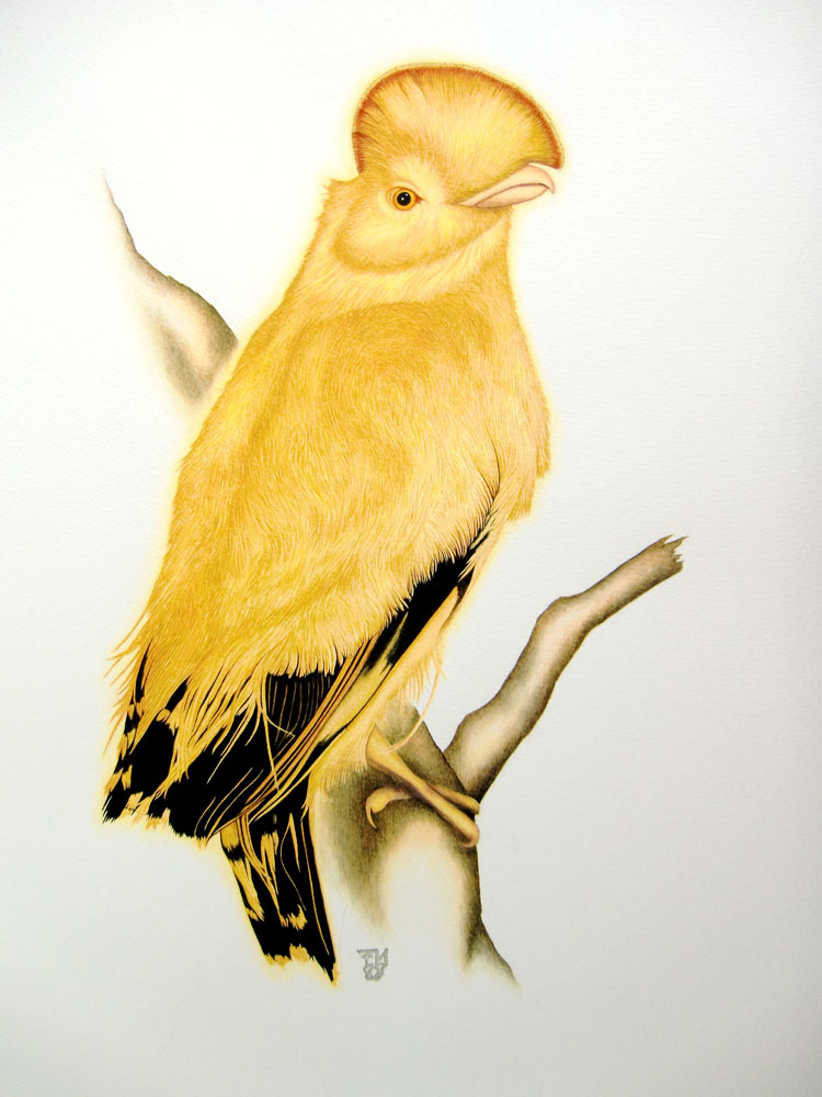 Picture number 8 in the Series 8_Vögel-Naturwissenschaftliche_Aquarelle