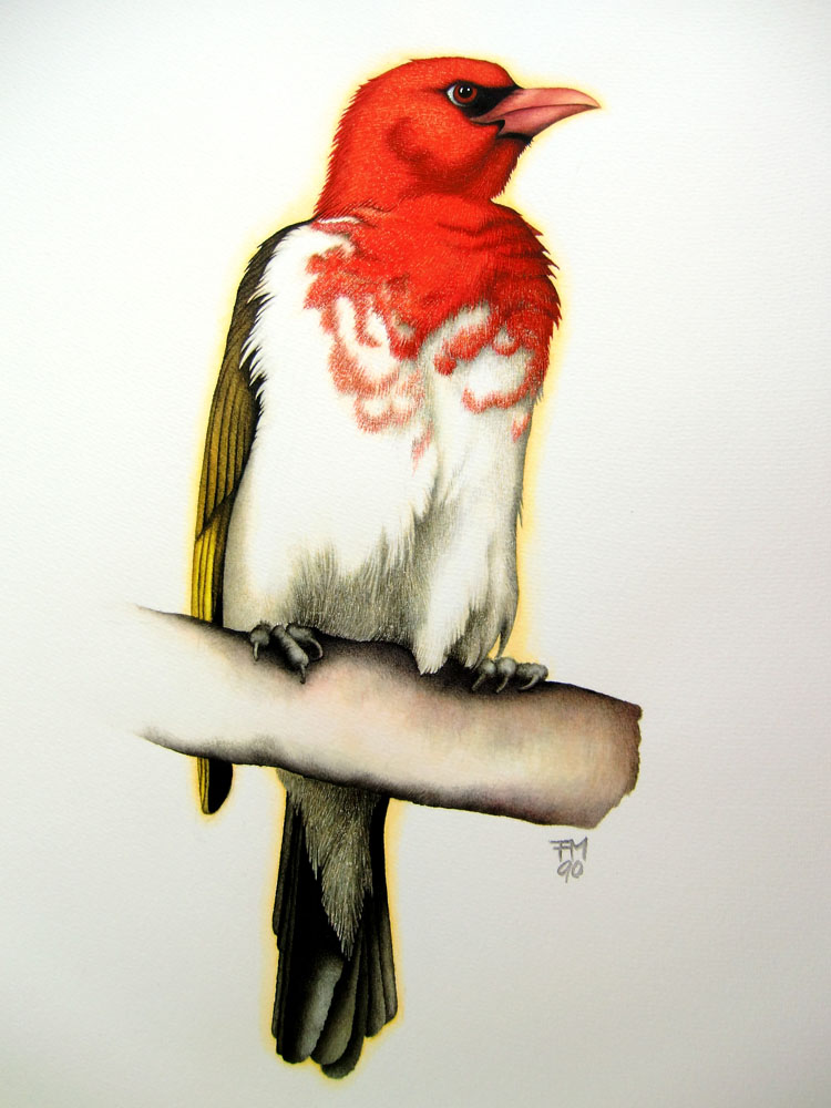 Picture number 14 in the Series 8_Vögel-Naturwissenschaftliche_Aquarelle