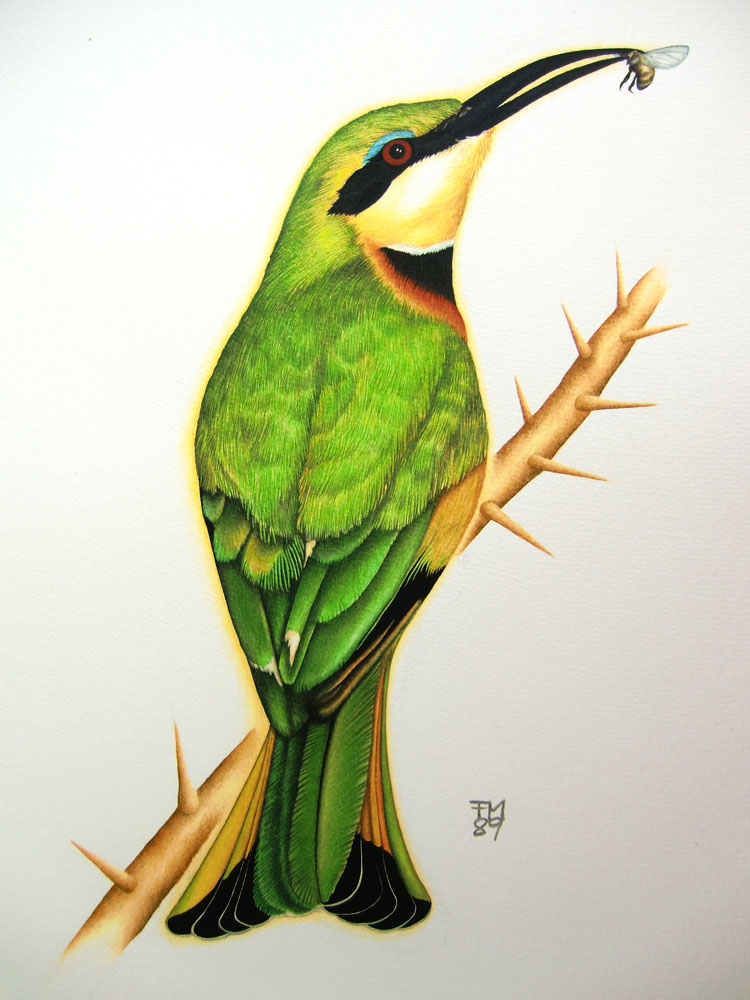 Picture number 20 in the Series 8_Vögel-Naturwissenschaftliche_Aquarelle