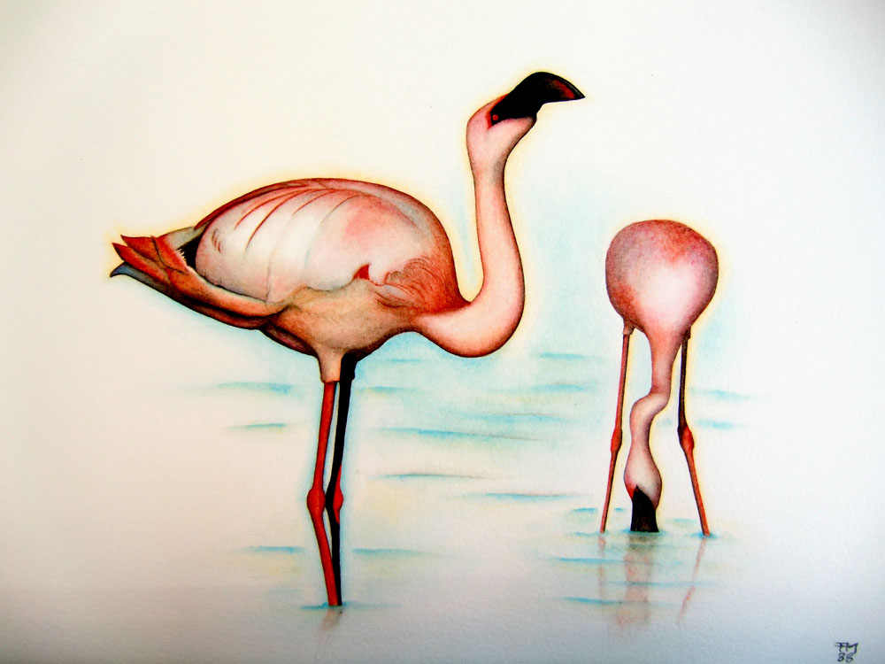 Picture number 5 in the Series 8_Vögel-Naturwissenschaftliche_Aquarelle
