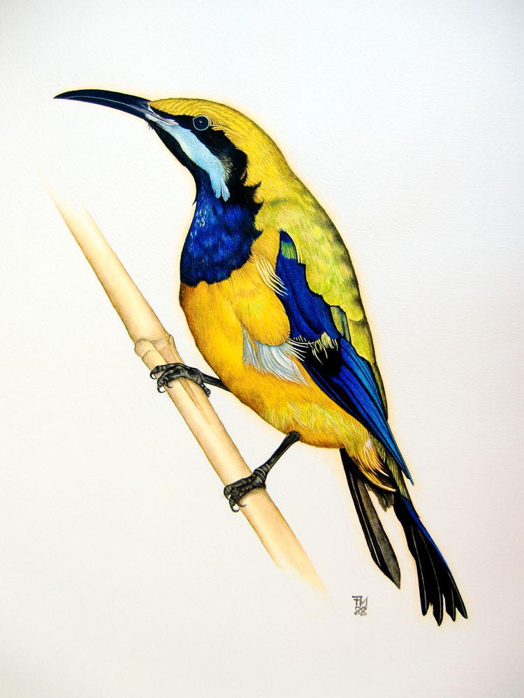 Picture number 16 in the Series 8_Vögel-Naturwissenschaftliche_Aquarelle