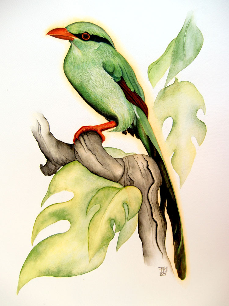 Picture number 17 in the Series 8_Vögel-Naturwissenschaftliche_Aquarelle
