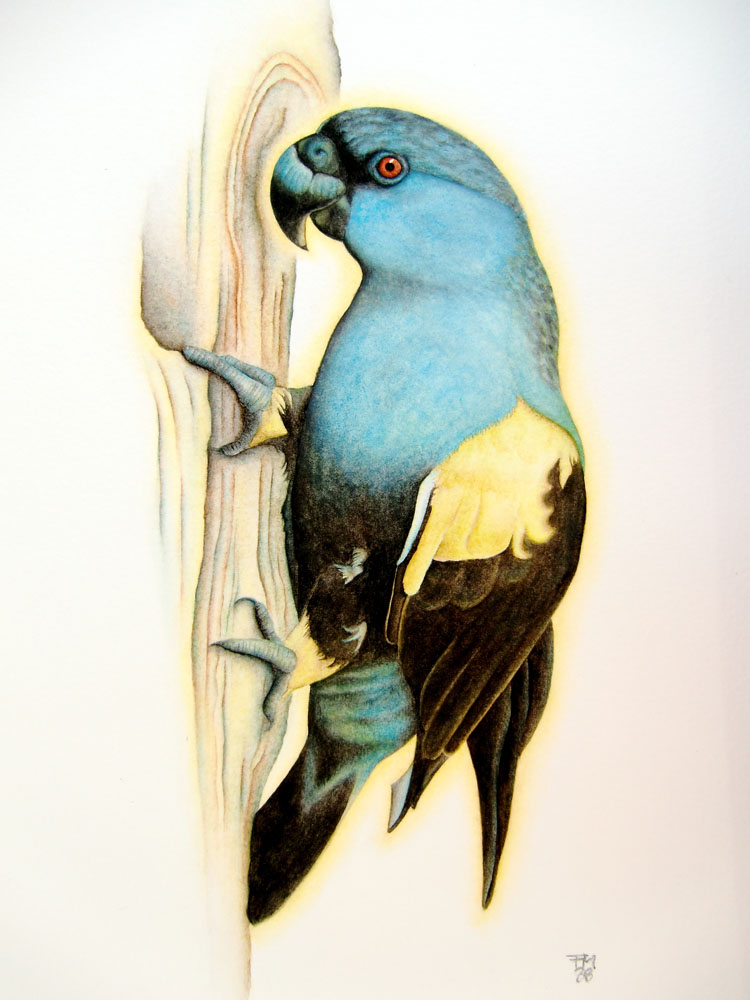 Picture number 7 in the Series 8_Vögel-Naturwissenschaftliche_Aquarelle