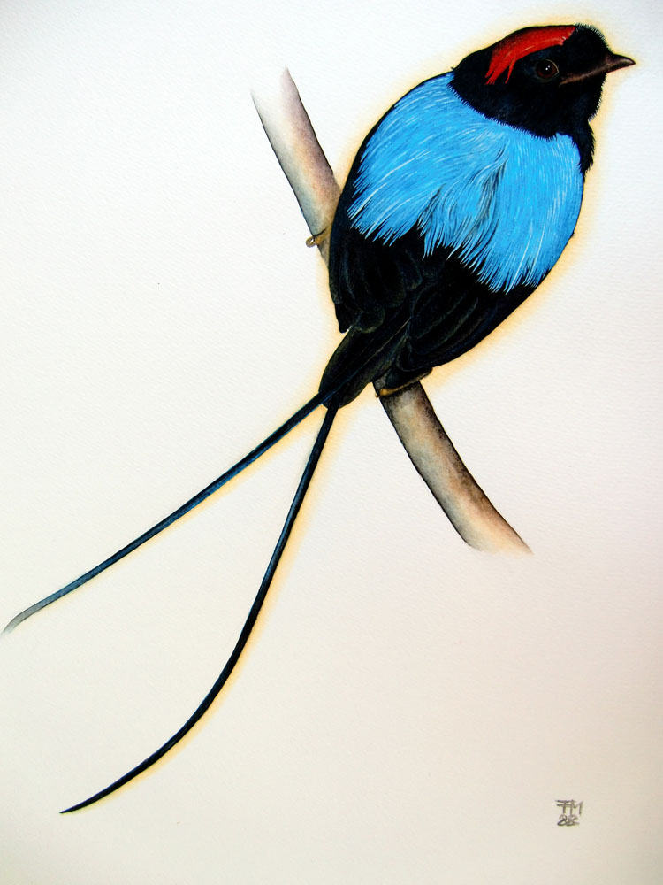 Picture number 9 in the Series 8_Vögel-Naturwissenschaftliche_Aquarelle