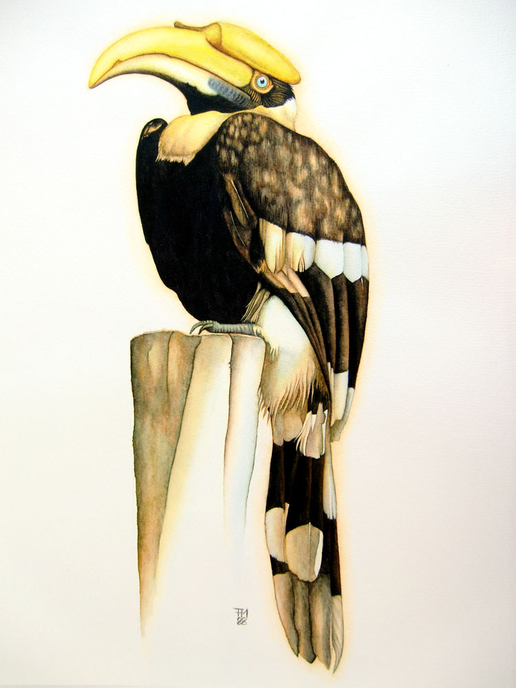 Picture number 10 in the Series 8_Vögel-Naturwissenschaftliche_Aquarelle