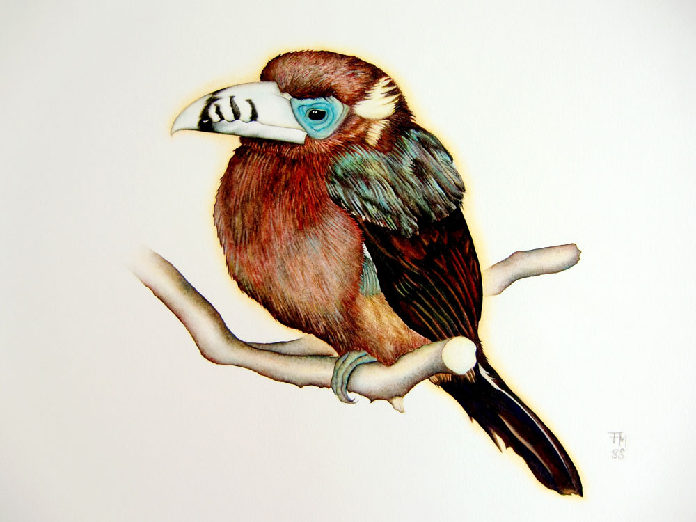 Picture number 23 in the Series 8_Vögel-Naturwissenschaftliche_Aquarelle
