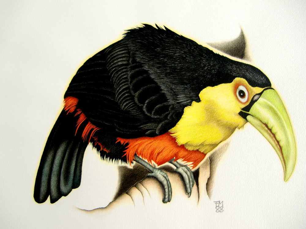 Picture number 11 in the Series 8_Vögel-Naturwissenschaftliche_Aquarelle