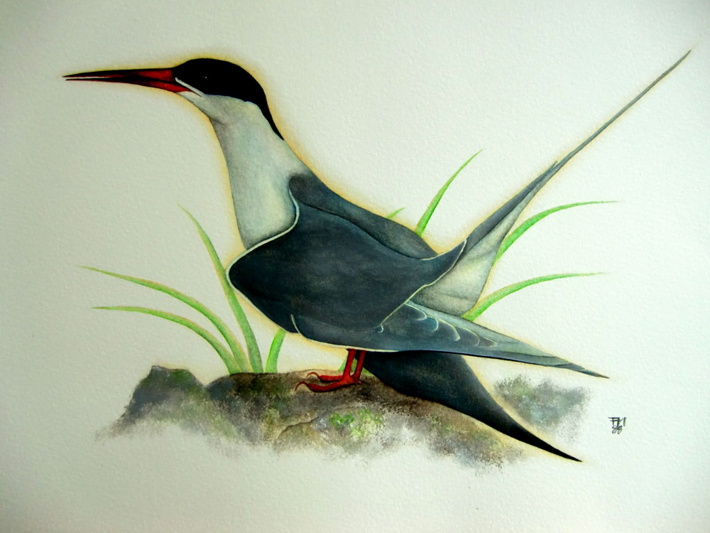 Picture number 12 in the Series 8_Vögel-Naturwissenschaftliche_Aquarelle