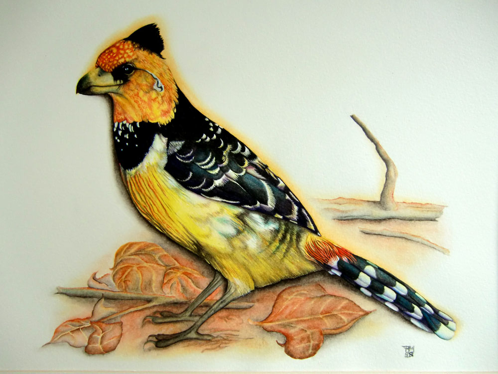 Picture number 21 in the Series 8_Vögel-Naturwissenschaftliche_Aquarelle