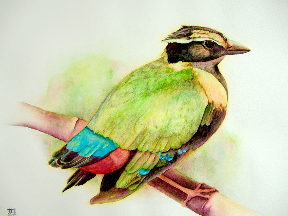 Picture number 25 in the Series 8_Vögel-Naturwissenschaftliche_Aquarelle