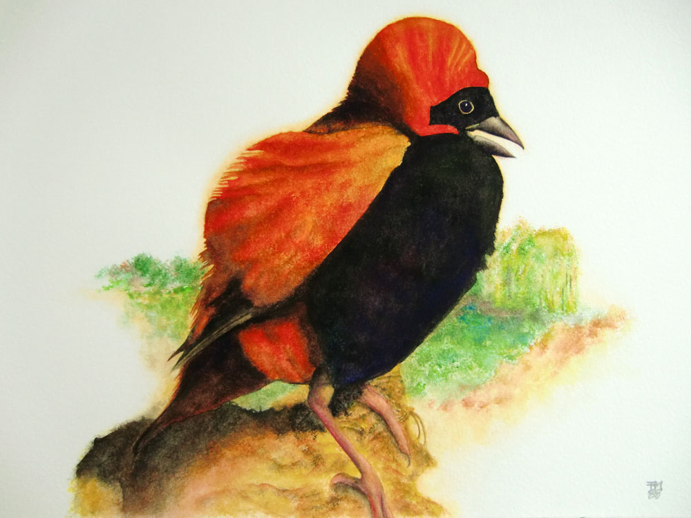 Picture number 18 in the Series 8_Vögel-Naturwissenschaftliche_Aquarelle