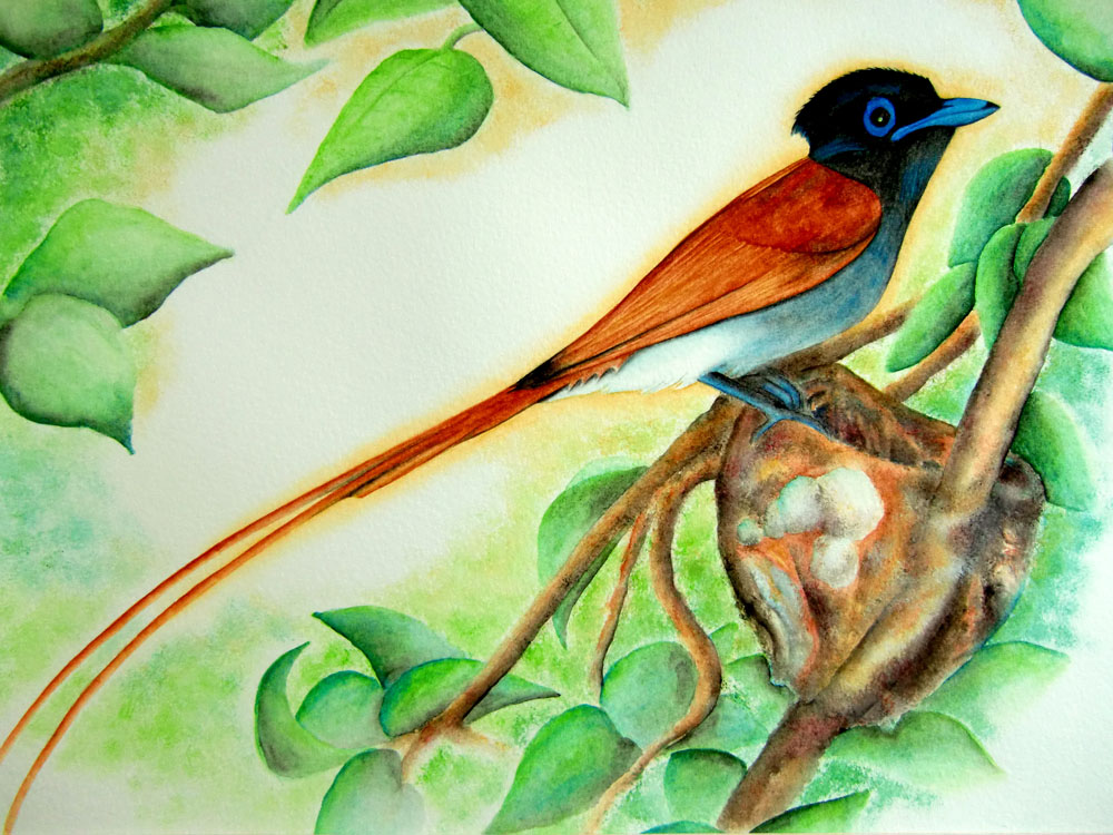 Picture number 24 in the Series 8_Vögel-Naturwissenschaftliche_Aquarelle