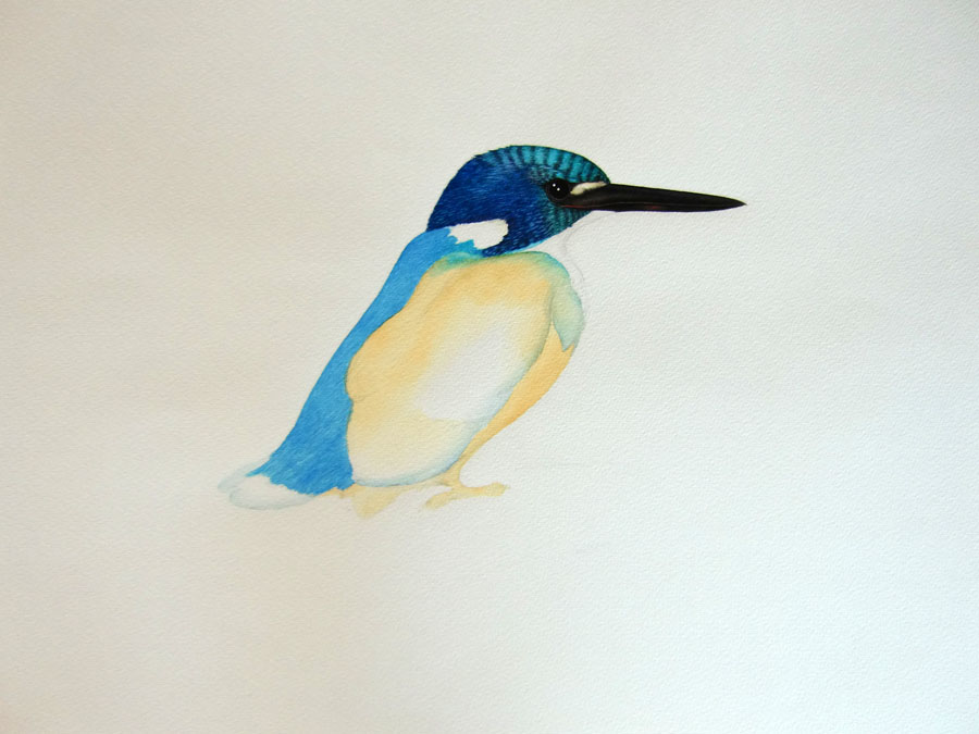Picture number 15 in the Series 8_Vögel-Naturwissenschaftliche_Aquarelle