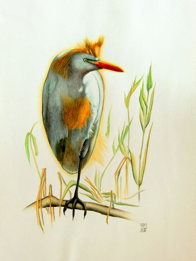 Picture number 22 in the Series 8_Vögel-Naturwissenschaftliche_Aquarelle