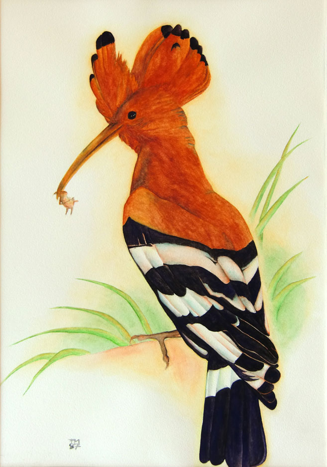 Picture number 1 in the Series 8_Vögel-Naturwissenschaftliche_Aquarelle