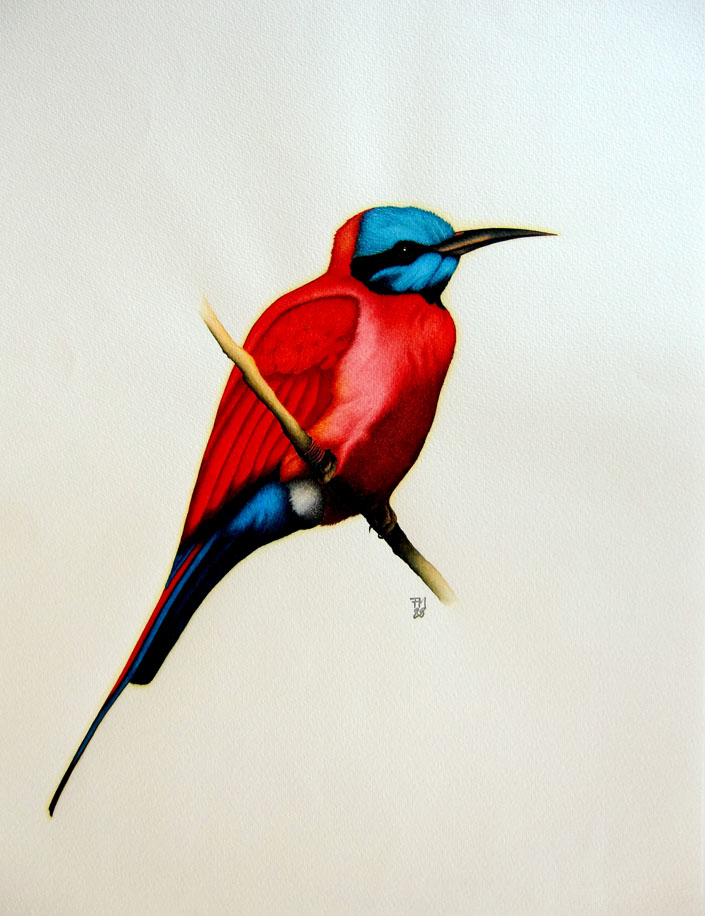 Picture number 3 in the Series 8_Vögel-Naturwissenschaftliche_Aquarelle