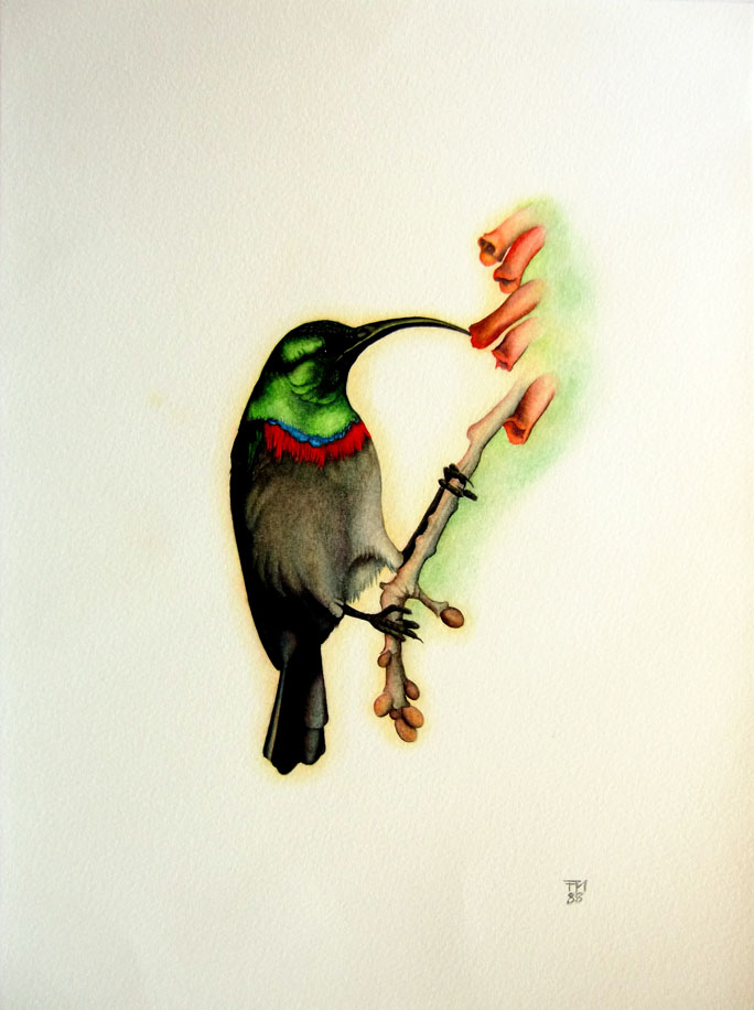 Picture number 6 in the Series 8_Vögel-Naturwissenschaftliche_Aquarelle