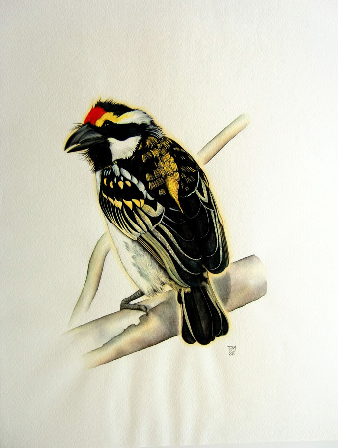 Picture number 13 in the Series 8_Vögel-Naturwissenschaftliche_Aquarelle