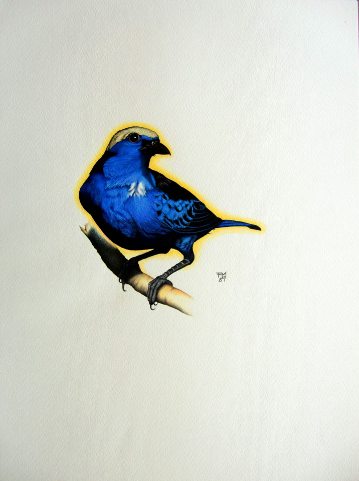 Picture number 19 in the Series 8_Vögel-Naturwissenschaftliche_Aquarelle