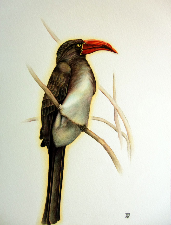 Picture number 4 in the Series 8_Vögel-Naturwissenschaftliche_Aquarelle